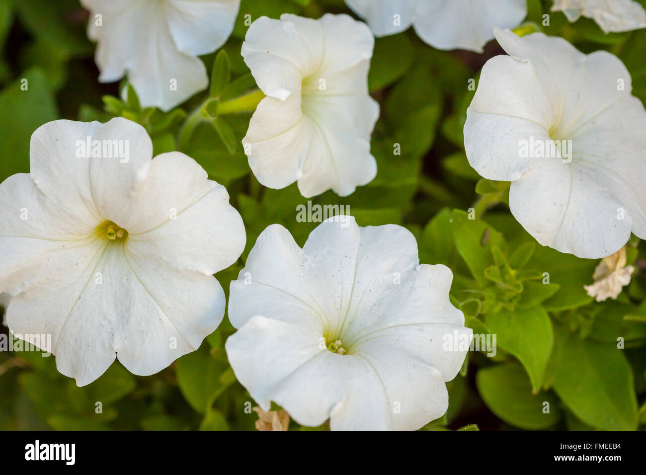 Closeup view of a several bright white flowers Stock Photo - Alamy