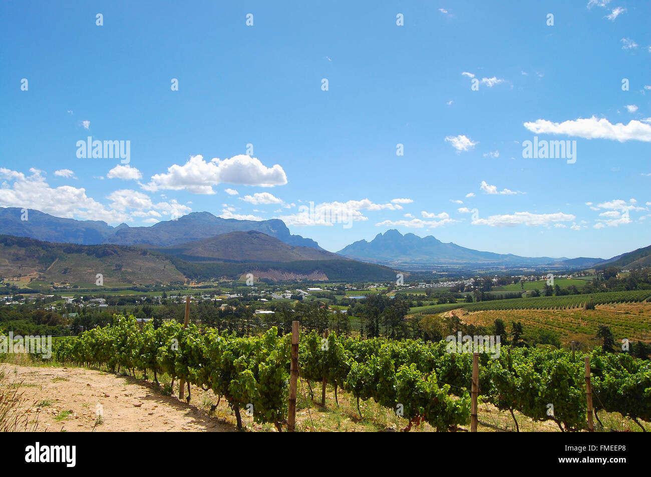 Vineyard - Stellenbosch - South Africa Stock Photo