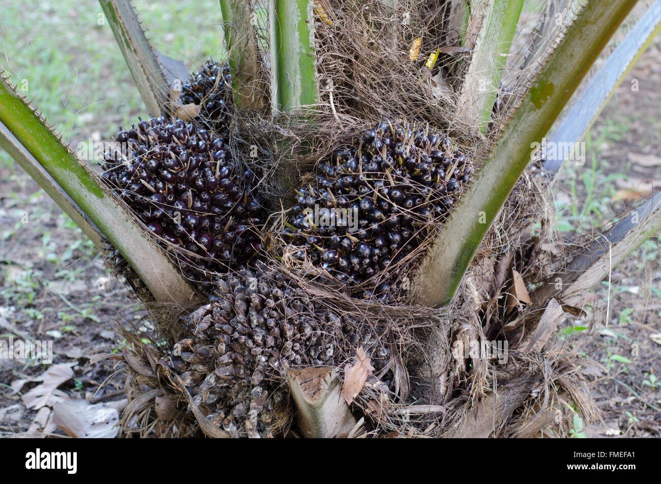 Palm fruit growing on tree, tropical plant for biodiesel production Stock Photo