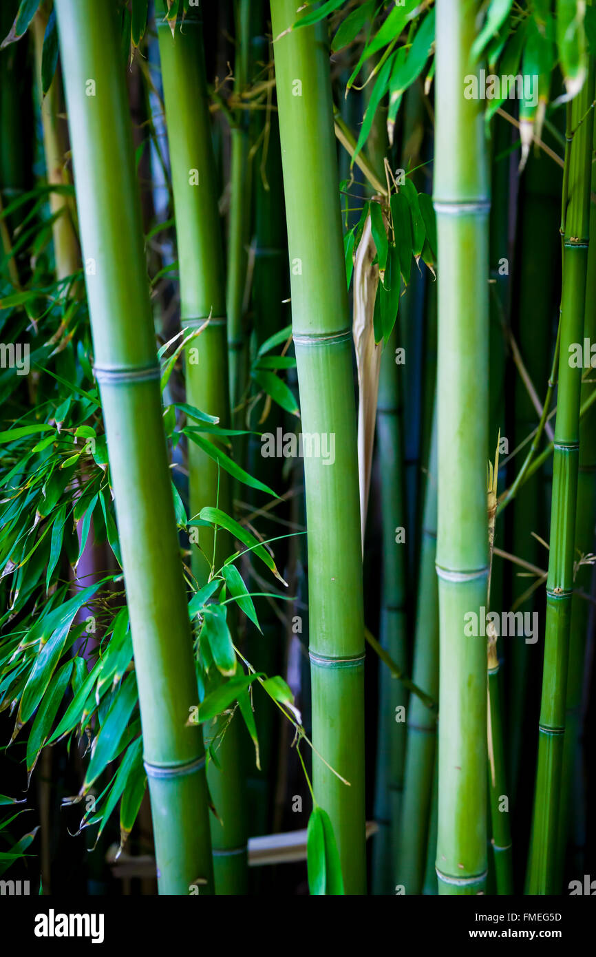 Closeup view of stalks in a forest or grove of bamboo trees. Stock Photo