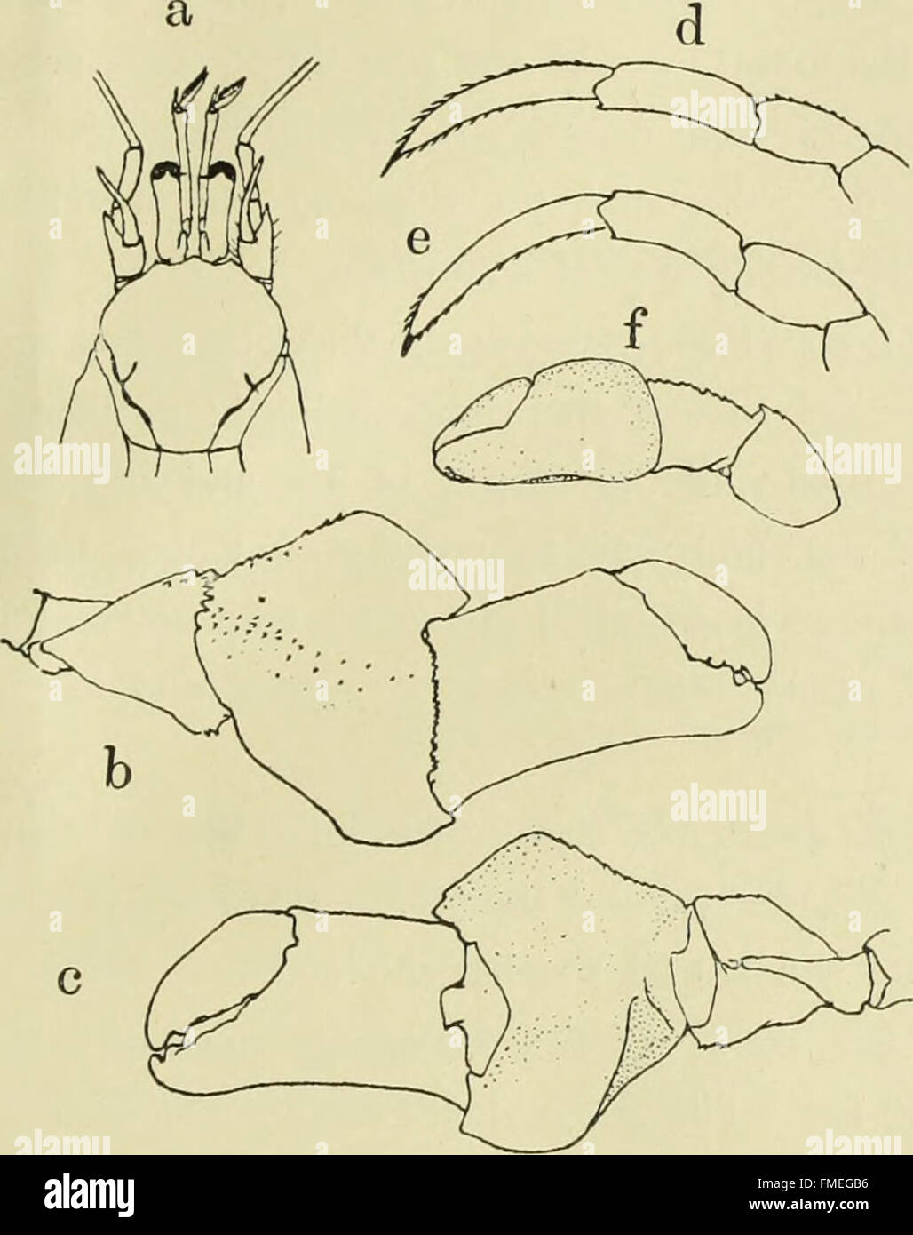 'Annotationes Zoologicae Japonenses' (1912) is a comprehensive study of ...