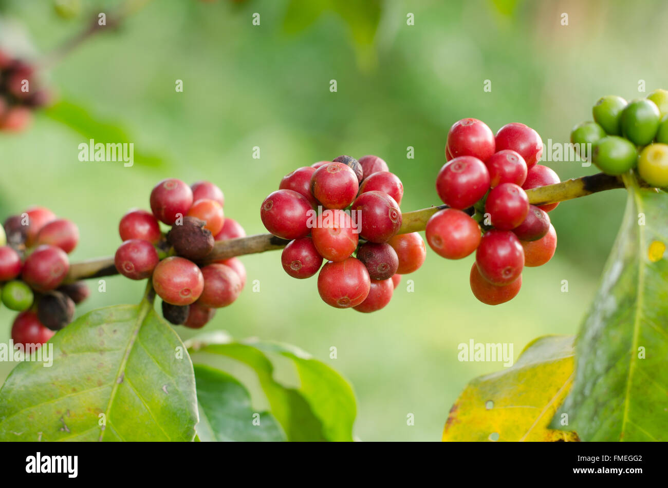 Coffee beans growing on tree Stock Photo