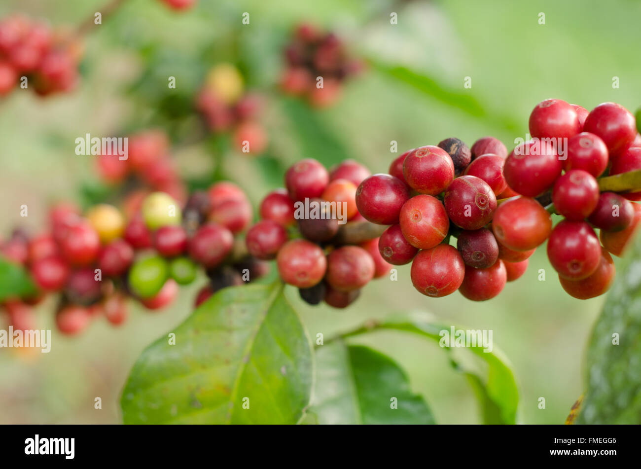 Coffee beans growing on tree Stock Photo