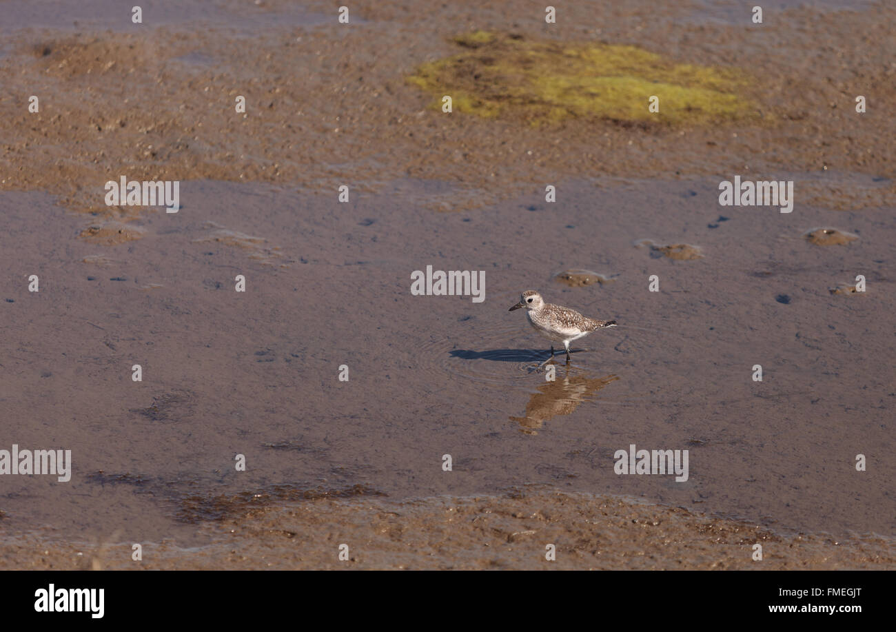 Snowy plover, Charadrius nivosus, forages for food in the marsh at the Bolsa Chica Wetlands in Huntington Beach, California, Uni Stock Photo