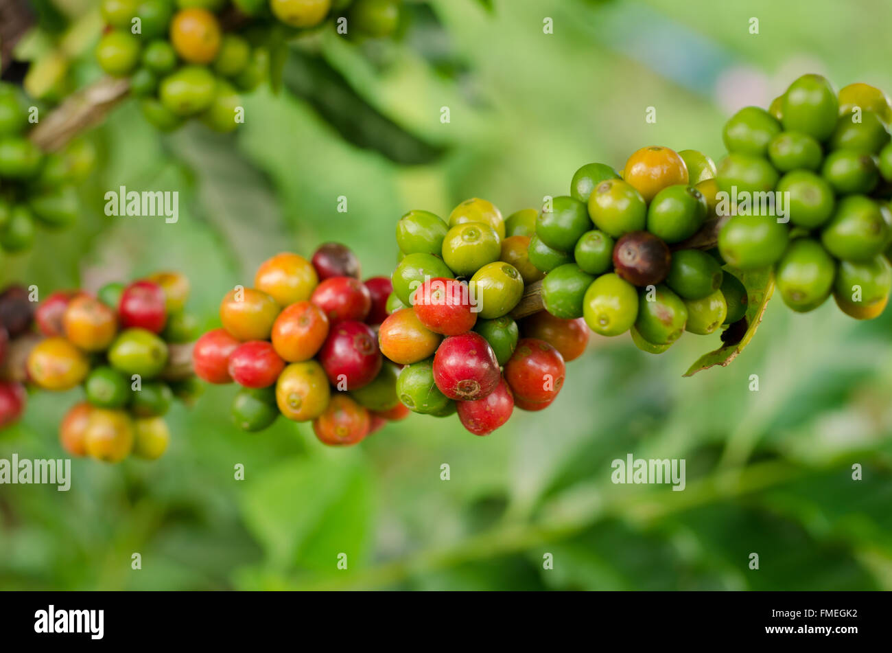 Coffee beans growing on tree Stock Photo