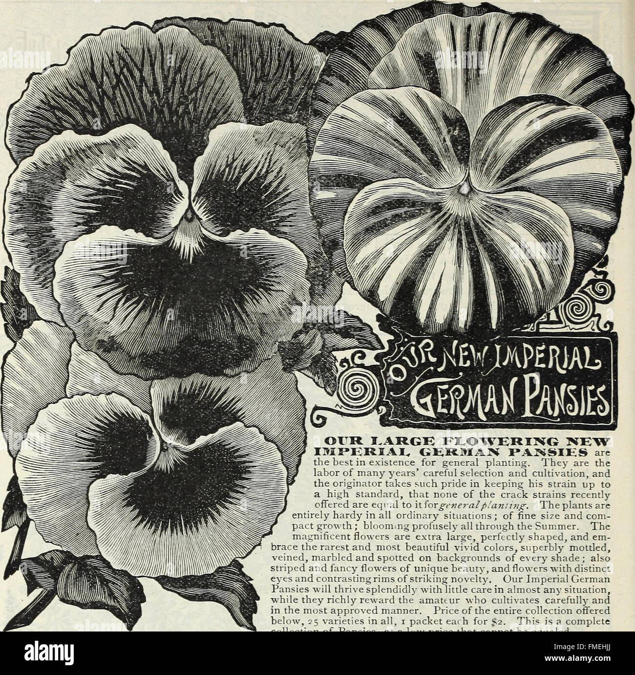 Our New Guide To Rose Culture 1891 1891 Stock Photo Alamy Our New Guide To Rose Culture 1891 1891 Stock Photo Alamy