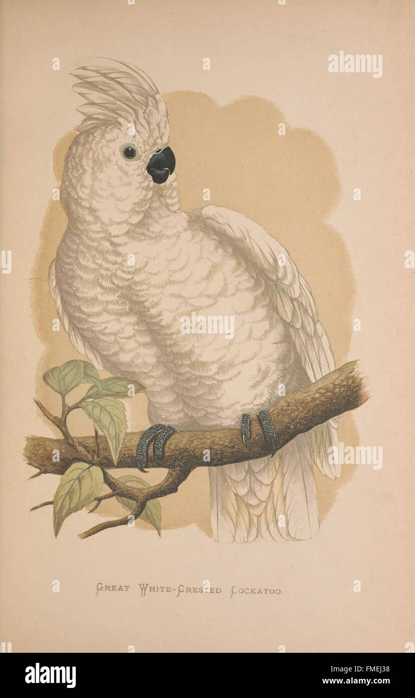 This work provides detailed information on the care and breeding of ... - Breeding A Parrot On A Scale