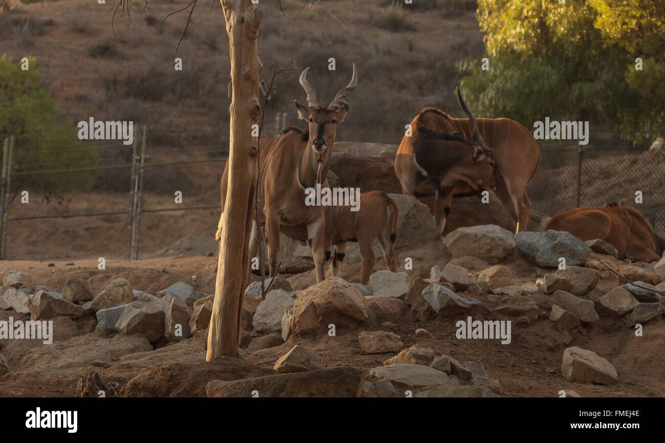 Sudan red-fronted gazelle, Eudorcas rufifrons laevipes, is found in the middle of Africa Stock Photo