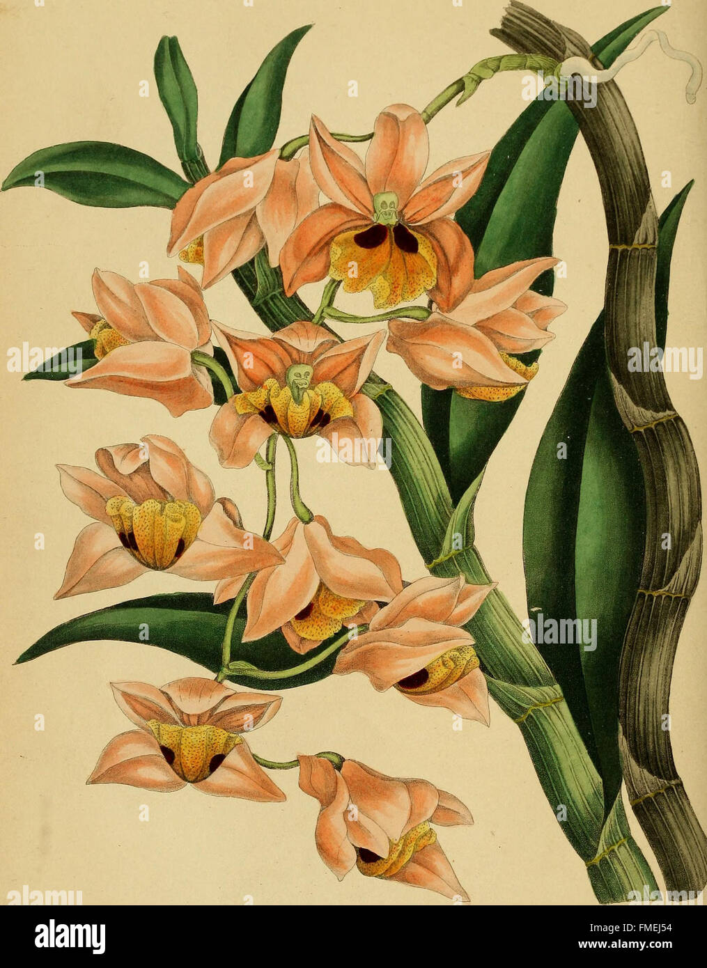 Paxton's 1838 'Magazine of Botany' features descriptions and ...