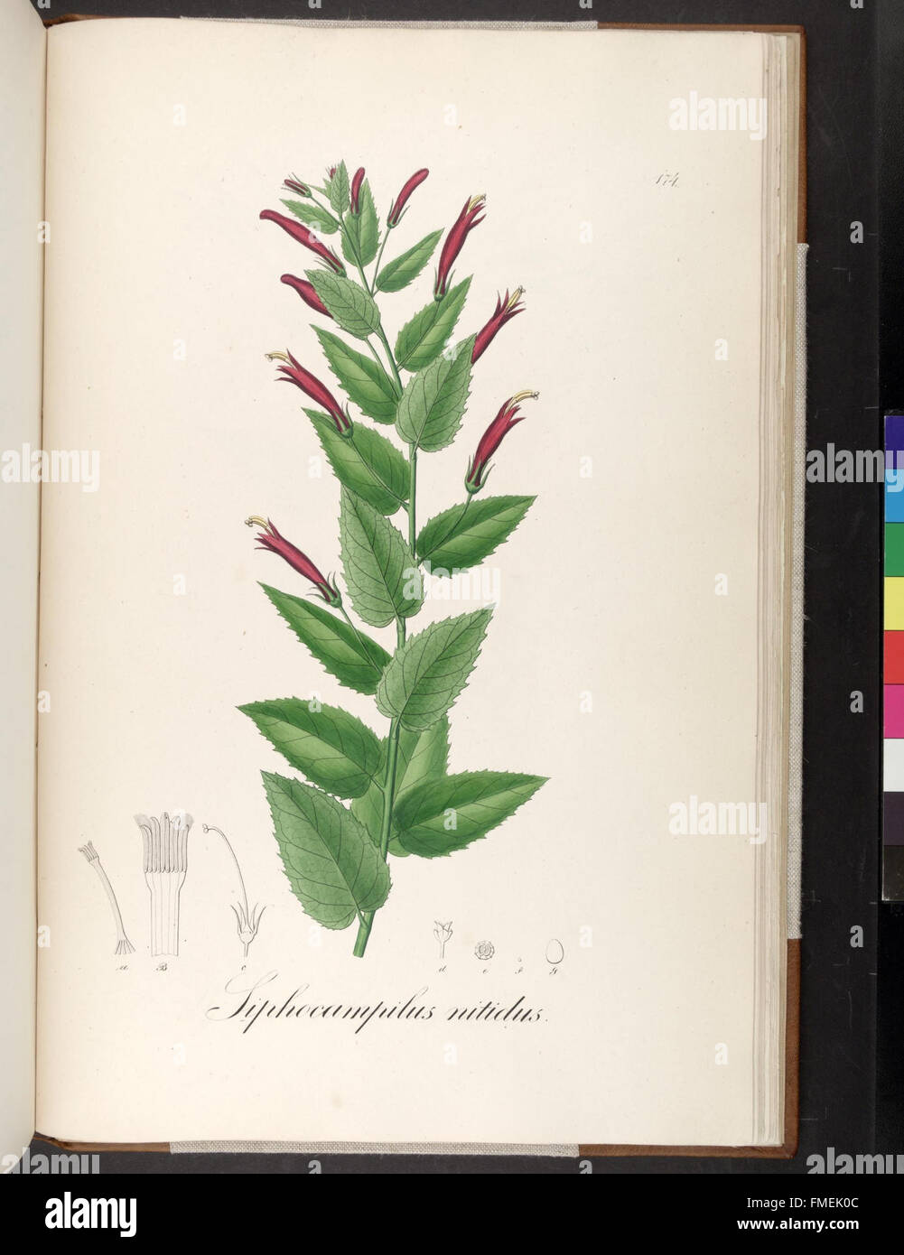 Plantarum Brasiliae icones et descriptiones hactenus ineditae (Plate