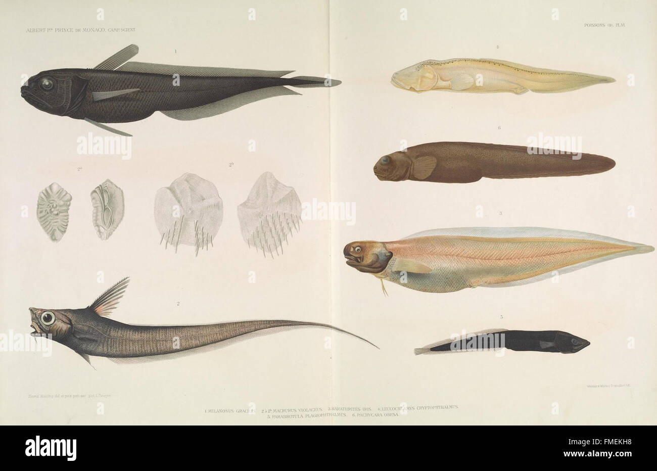 The collection of fish species documented during the yacht Princesse ...