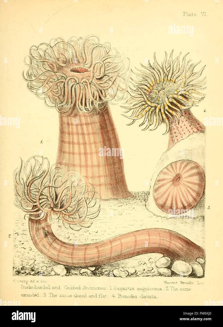 Popular history of the aquarium of marine and freshwater animals and