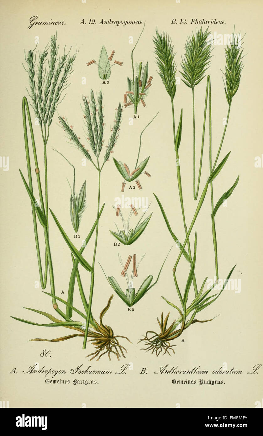 Botanical taxonomy teaching plate hi-res stock photography and images ...