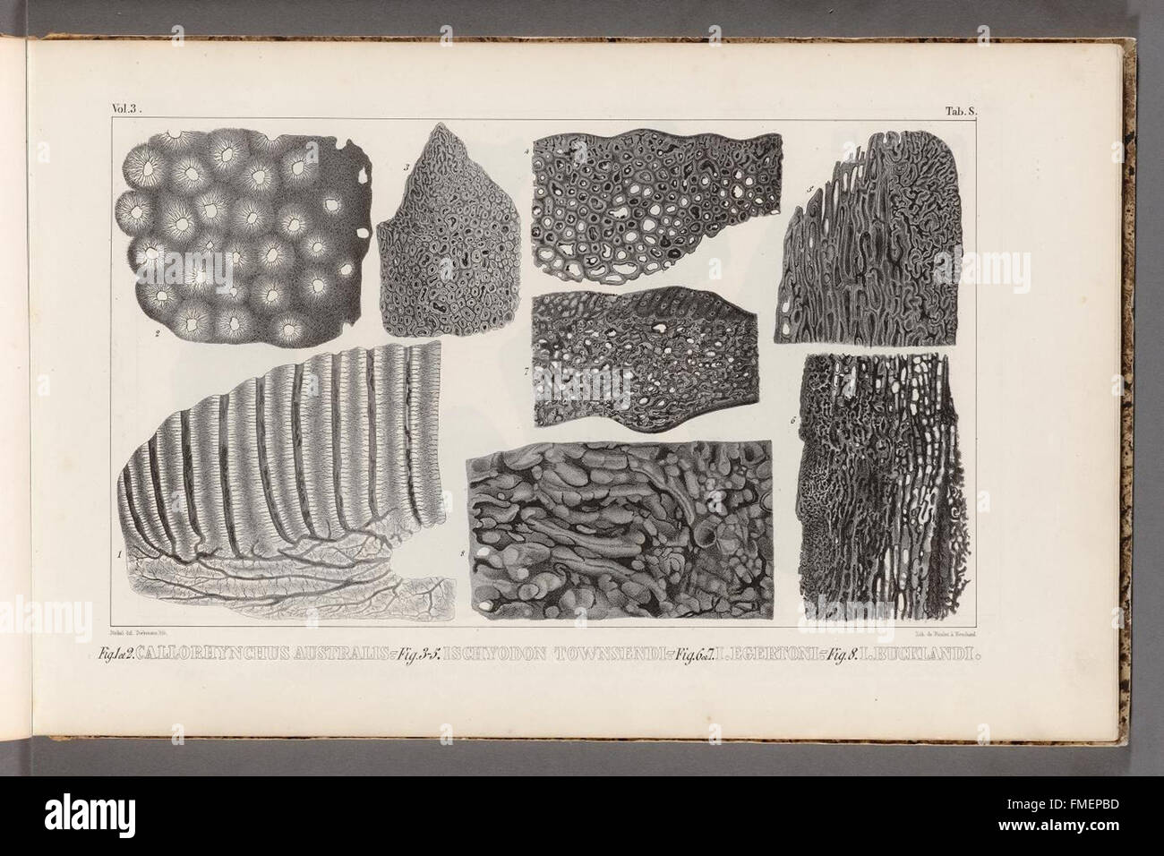 Recherches sur les poissons fossiles (Tab S Stock Photo Alamy