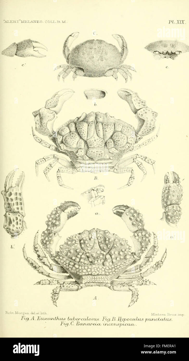 Report on the zoological collections made in the Indo-Pacific Ocean during the voyage of H.M.S. 'Alert' 1881-2 (Pl. XIX) Stock Photo