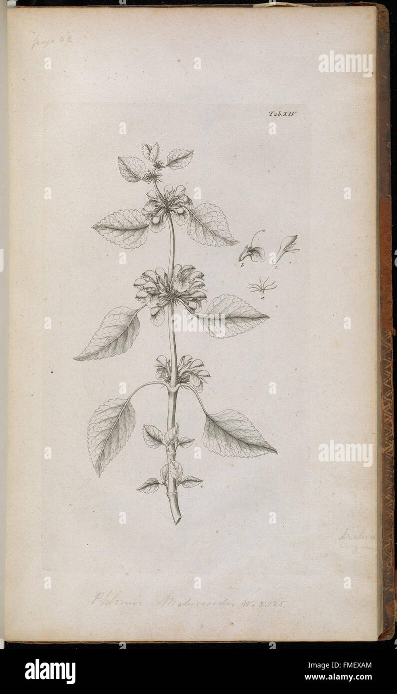 Detailed botanical illustration features various plant species hi-res ...