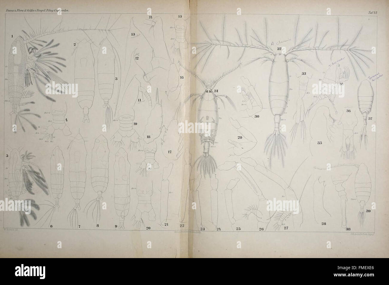 Plate 42 from 'Systematik und Faunistik der Pelagischen Copepoden ...