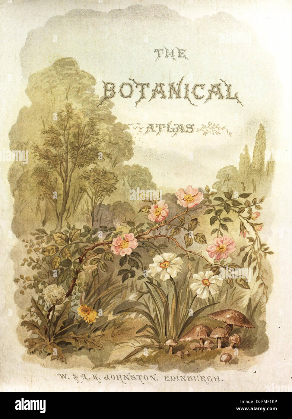 'The Botanical Atlas' offers detailed and comprehensive illustrations ...