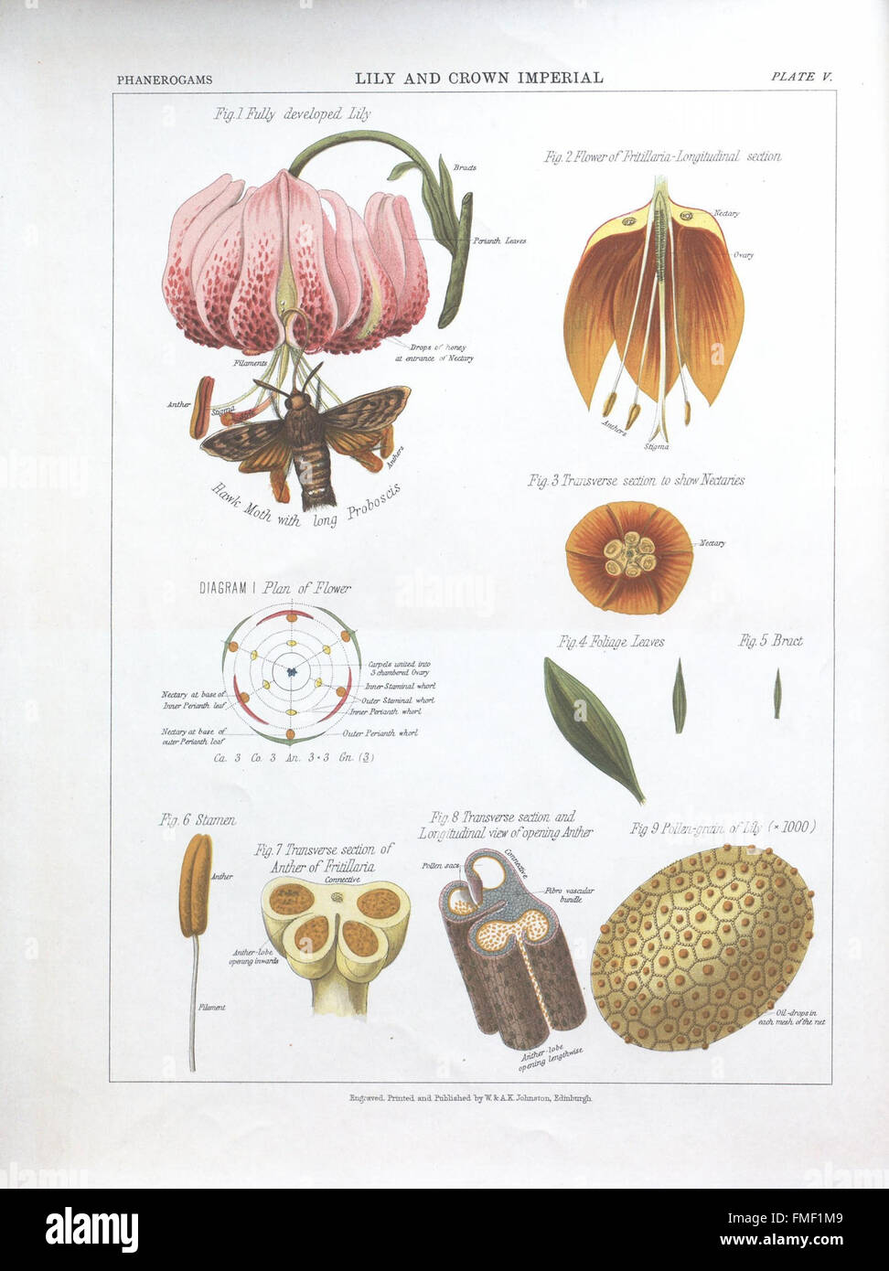 Plate V from 'The Botanical Atlas' presents a precise illustration of ...