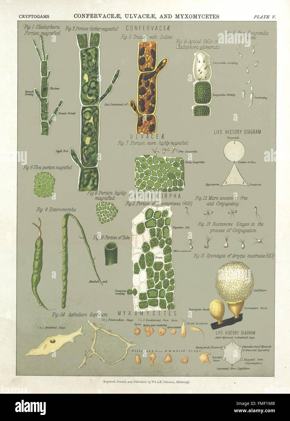 Plate V from 'The Botanical Atlas' illustrates various plant species ...