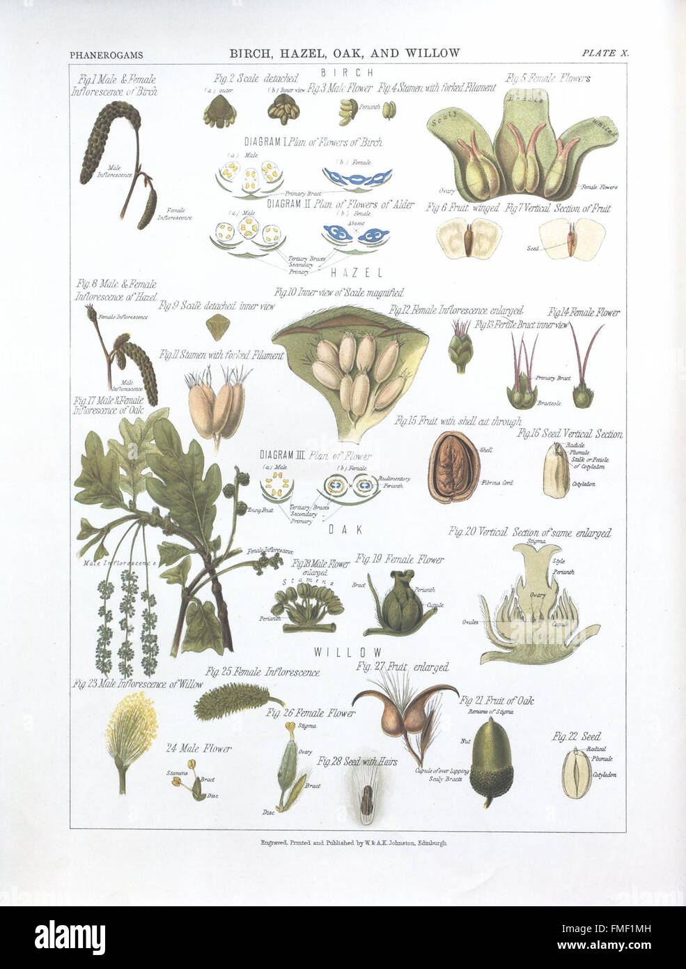 Plate X from 'The Botanical Atlas' features various plant species ...