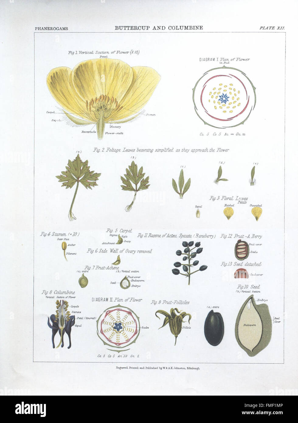 Plate XII from 'The Botanical Atlas' presents detailed botanical ...