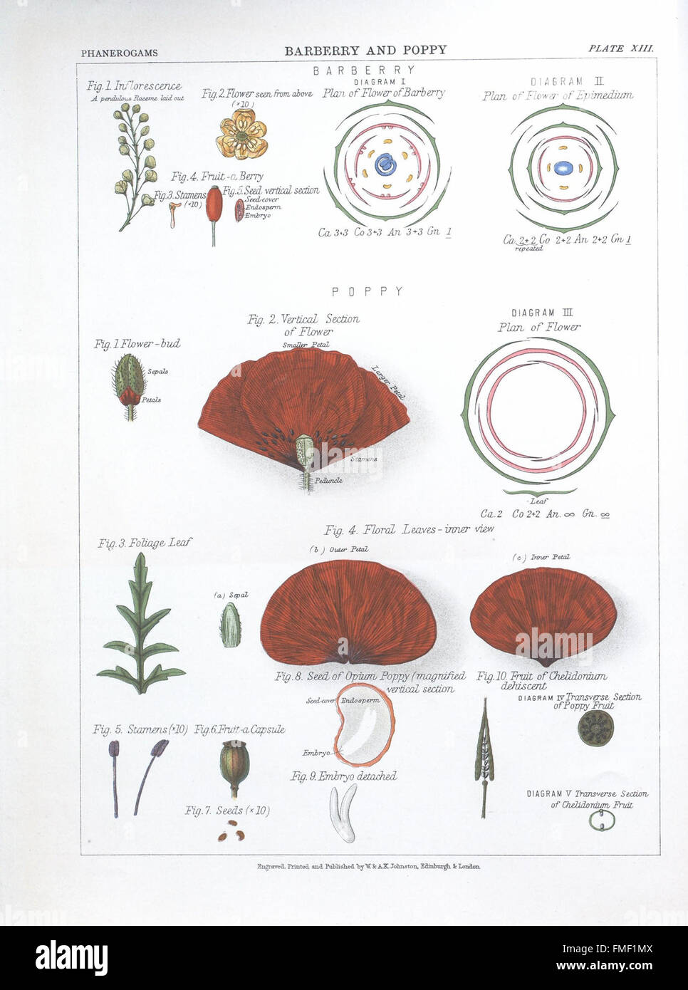 Plate XIII from 'The Botanical Atlas' provides detailed botanical ...