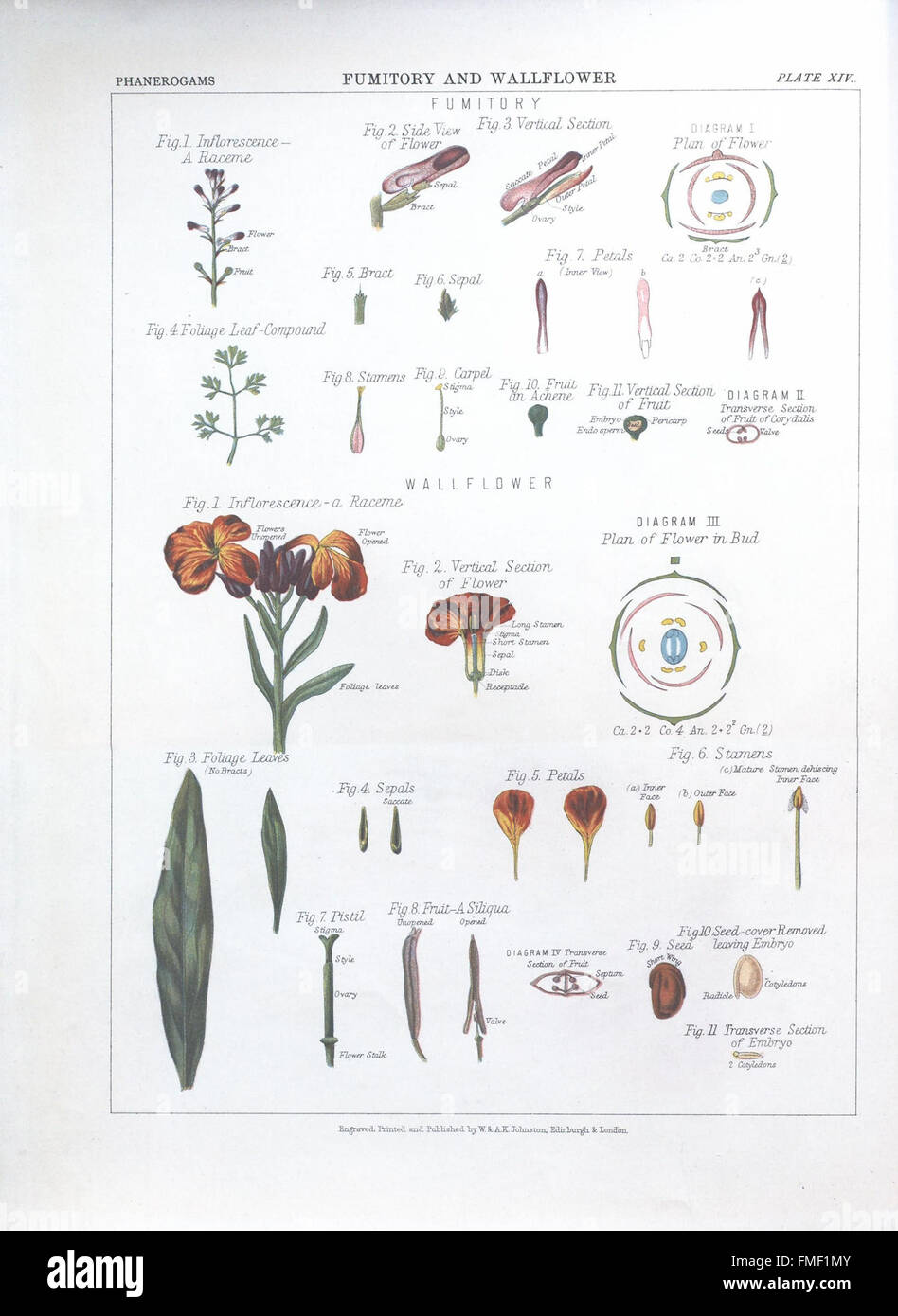 The botanical atlas (Plate XIV Stock Photo - Alamy