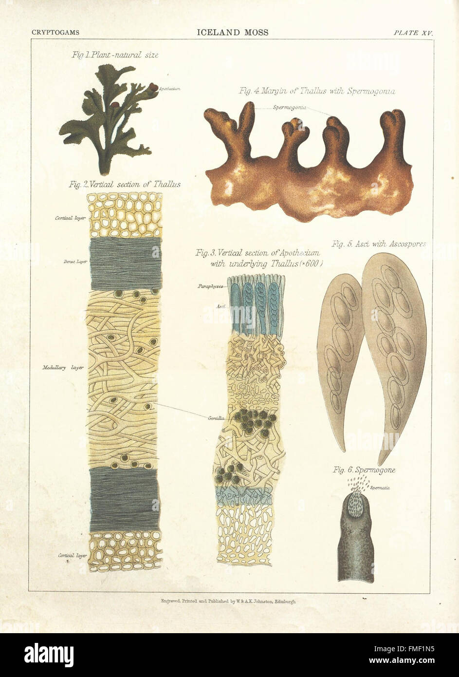 Plate XV from 'The Botanical Atlas' presents detailed illustrations of ...
