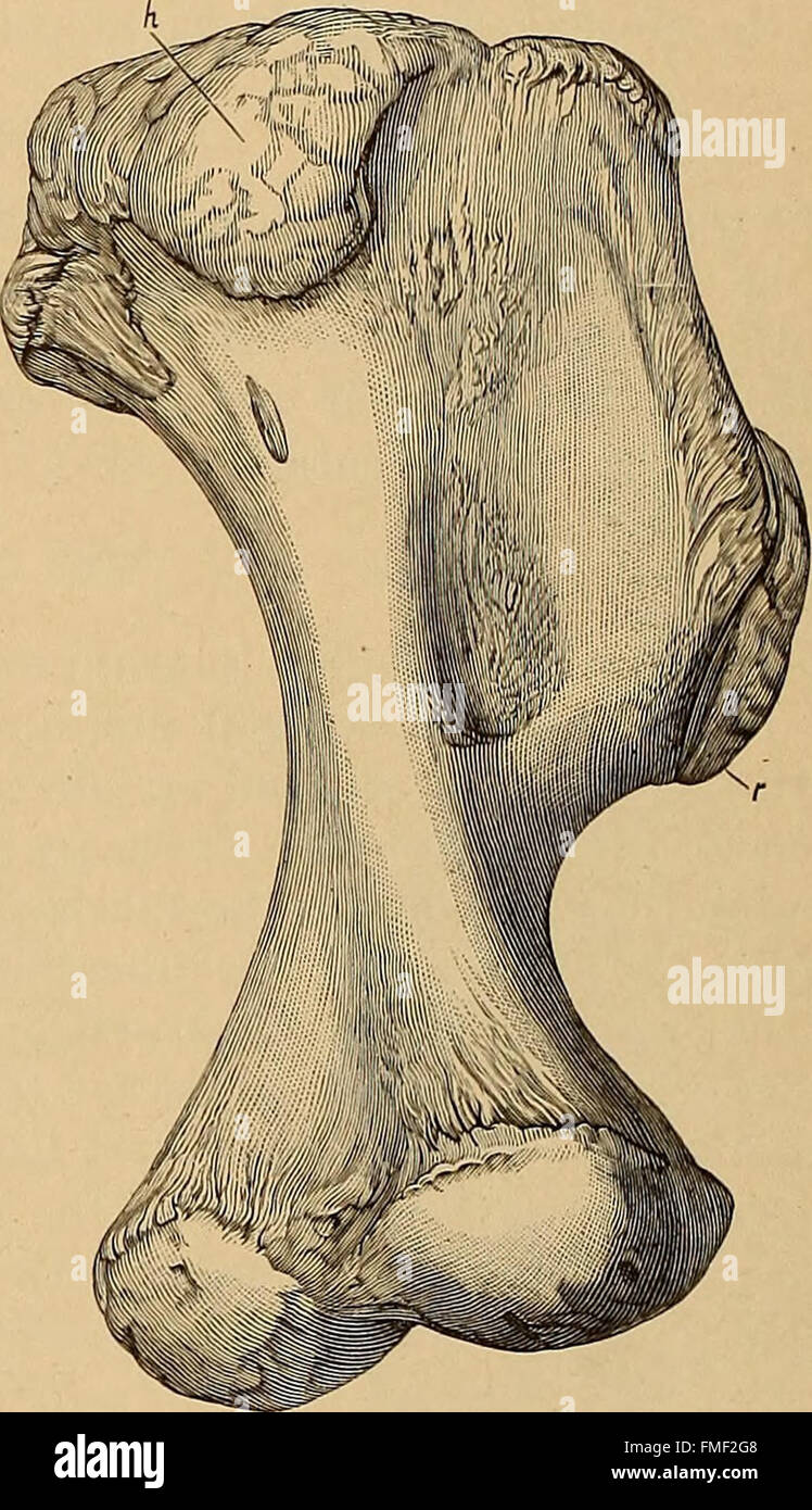 The Ceratopsia (1907 Stock Photo Alamy