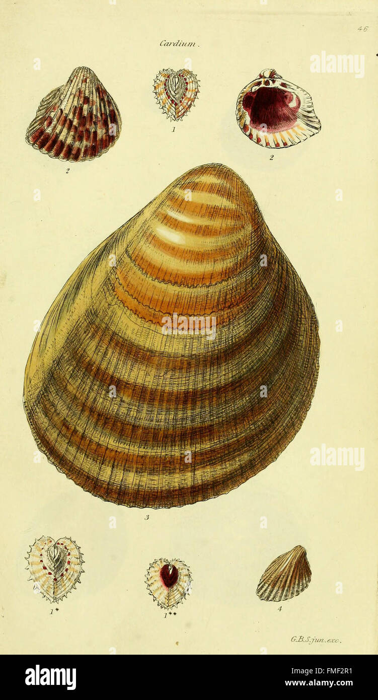 Variety of detailed illustrations of shells hi-res stock photography ...