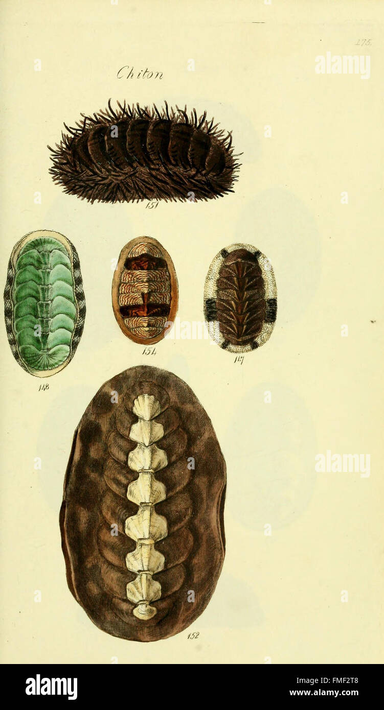 This work provides colored illustrations of marine shells, including ...