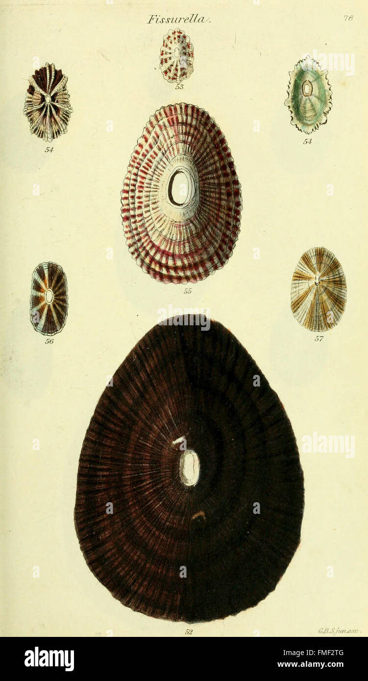 This work features colored illustrations of previously undocumented ...