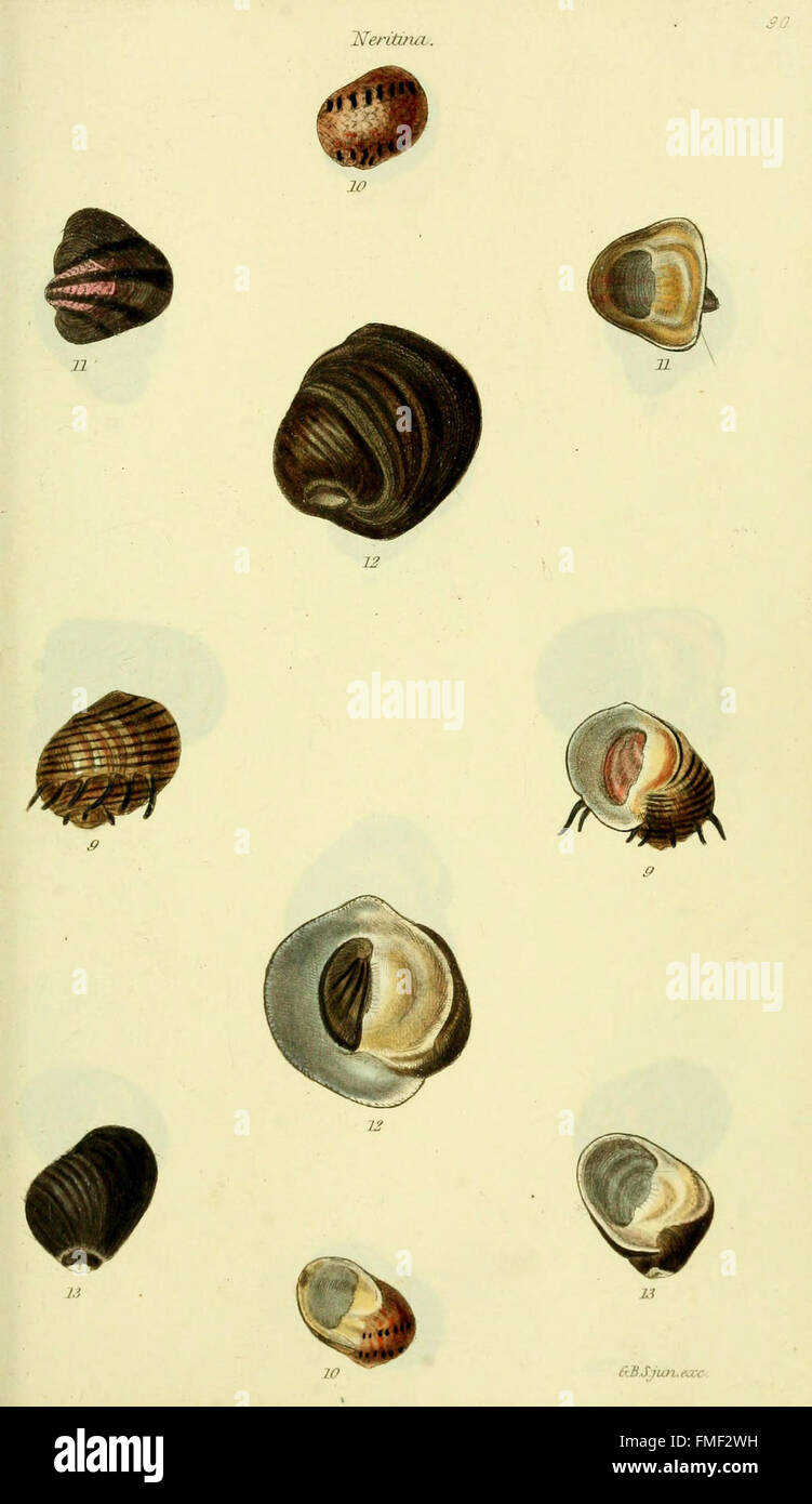 *The Conchological Illustrations* offers detailed colored illustrations ...