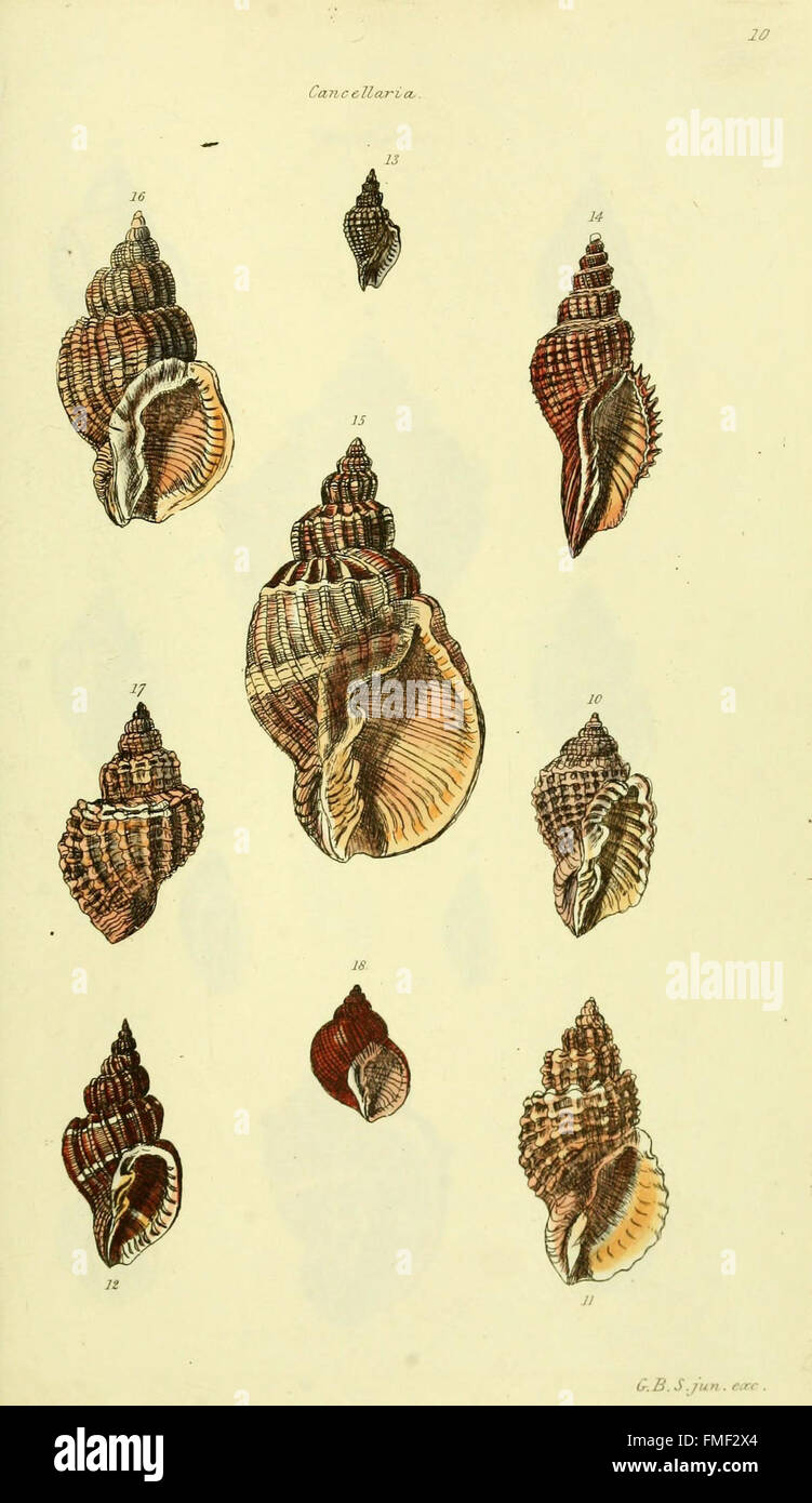 'The Conchological Illustrations' presents colored figures of ...
