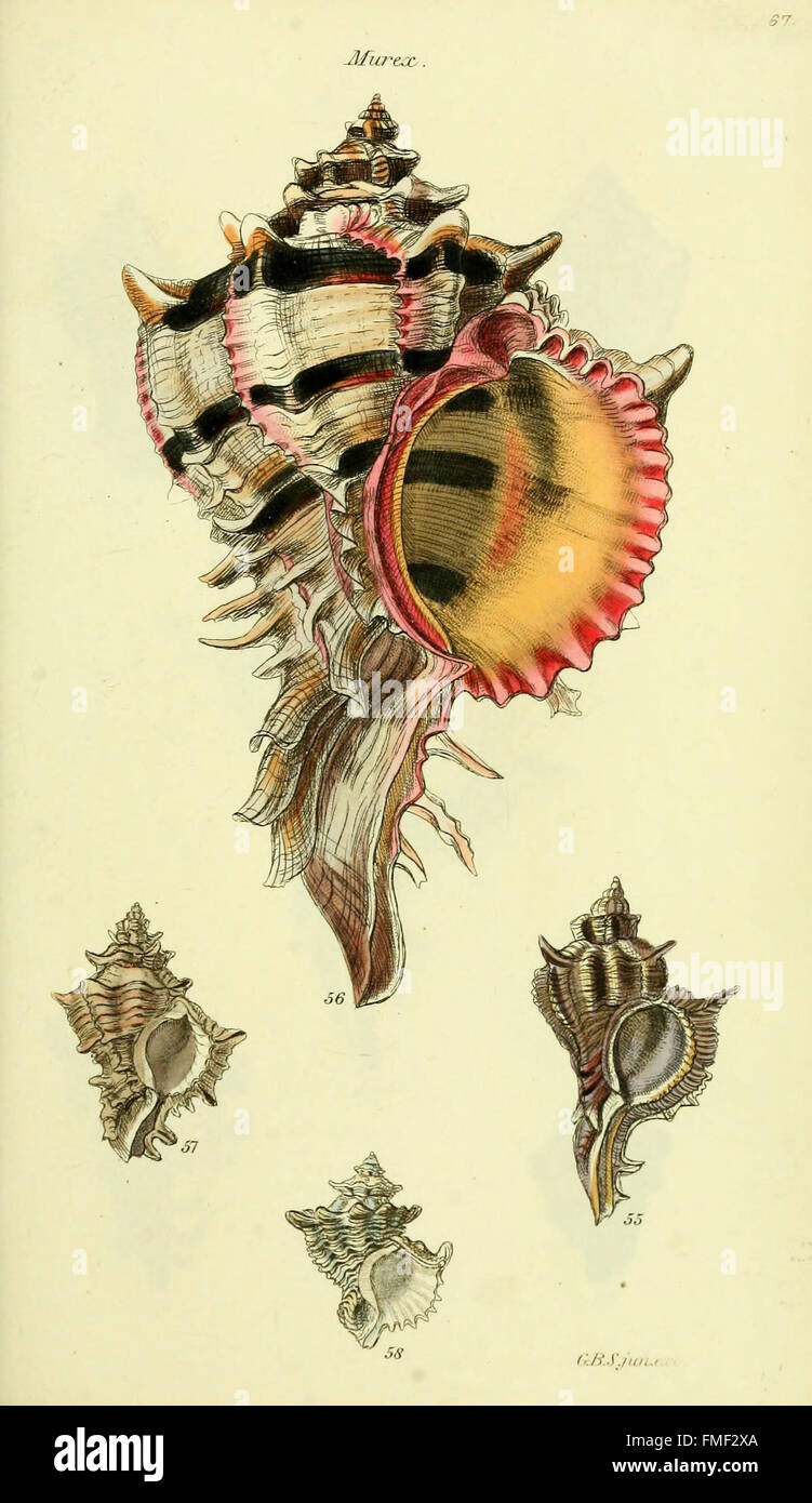 *The Conchological Illustrations* is a detailed collection of colored ...