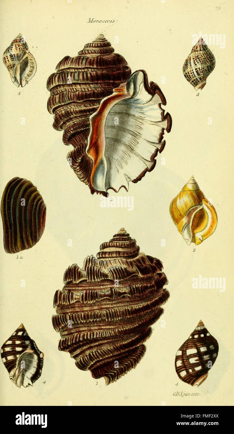 'The Conchological Illustrations' presents detailed, colored figures of ...