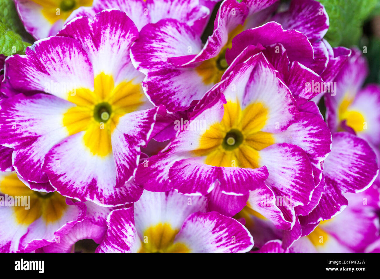 Primrose, Primula acaulis, Primroses, Pink Polyanthus Stock Photo Alamy
