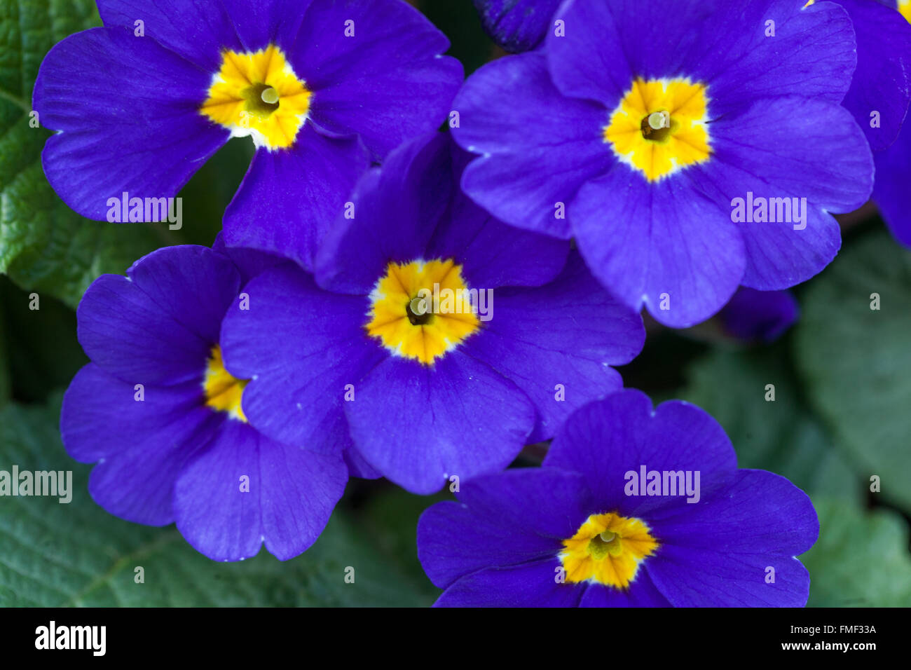 Primrose, Primula acaulis, Primroses, Polyanthus Stock Photo