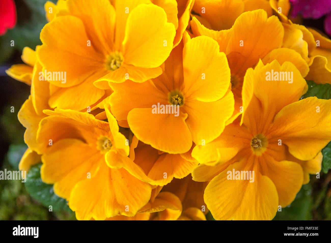 Primrose, Primula Crescendo Golden, Primroses, Yellow Polyanthus Stock Photo