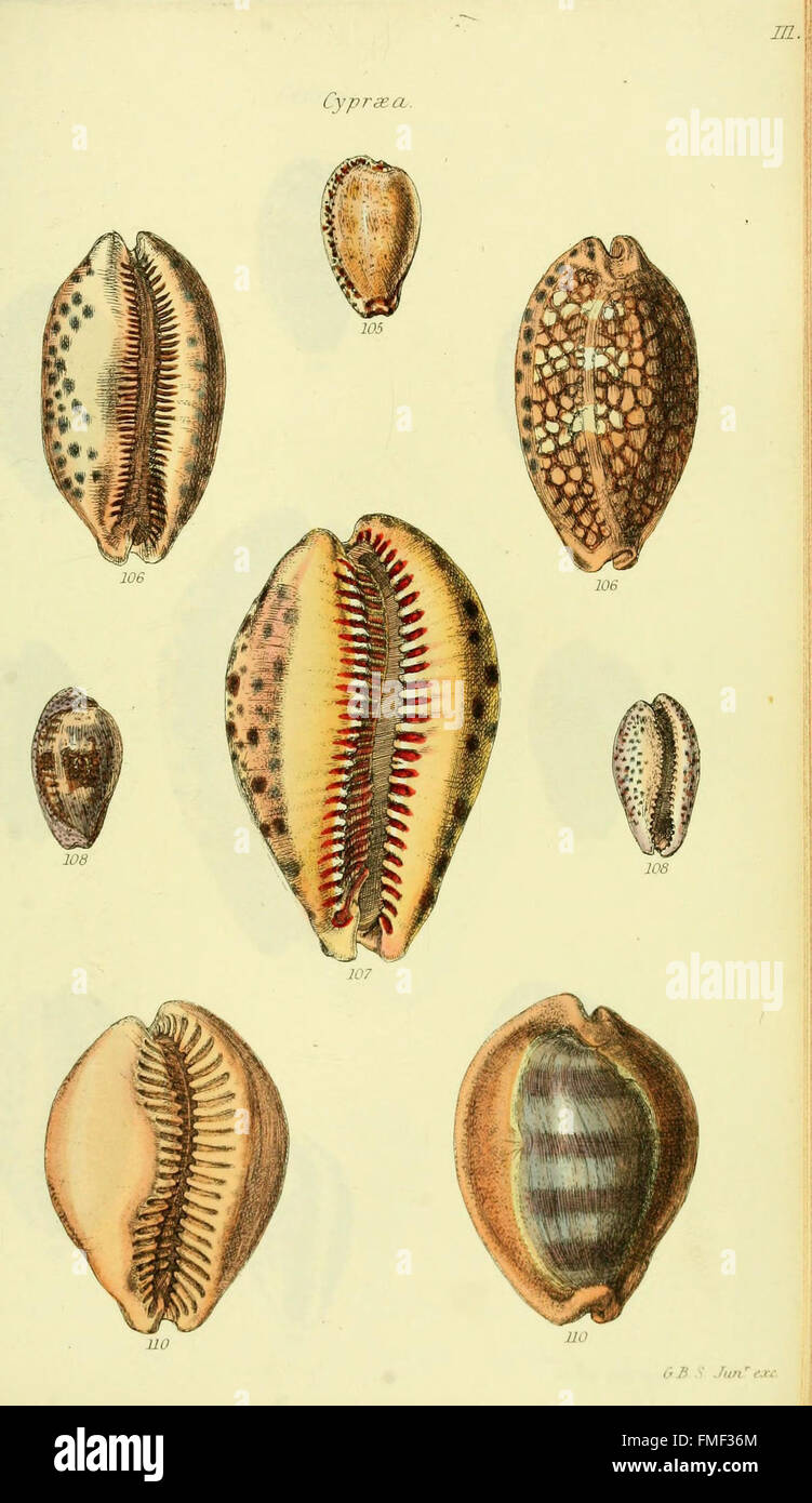 An illustrated work featuring colored images of previously unfigured ...