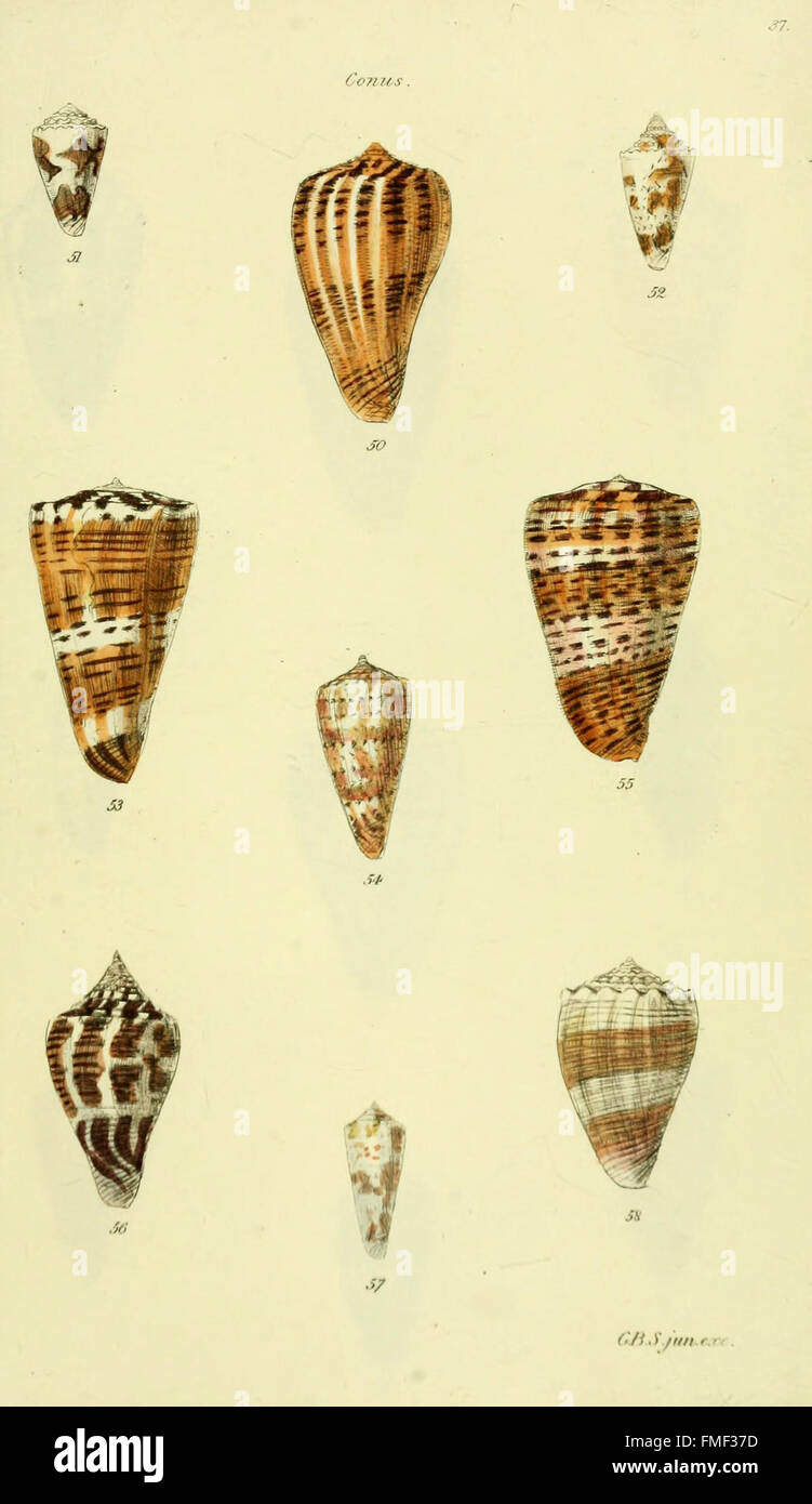 This volume of 'Conchological Illustrations' features colored ...