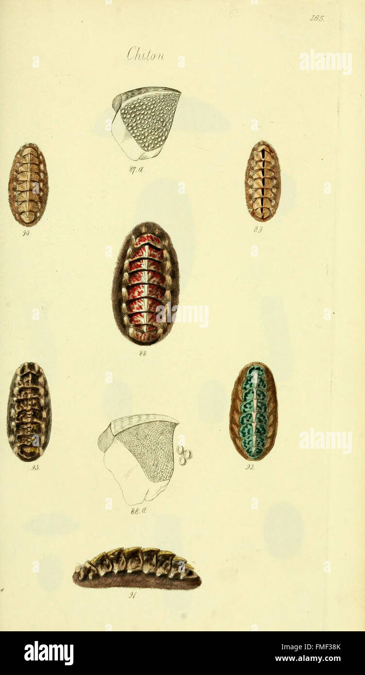 'The Conchological Illustrations' showcases detailed colored figures of ...