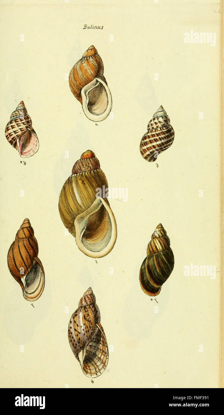 *The Conchological Illustrations* provides detailed and colored figures ...