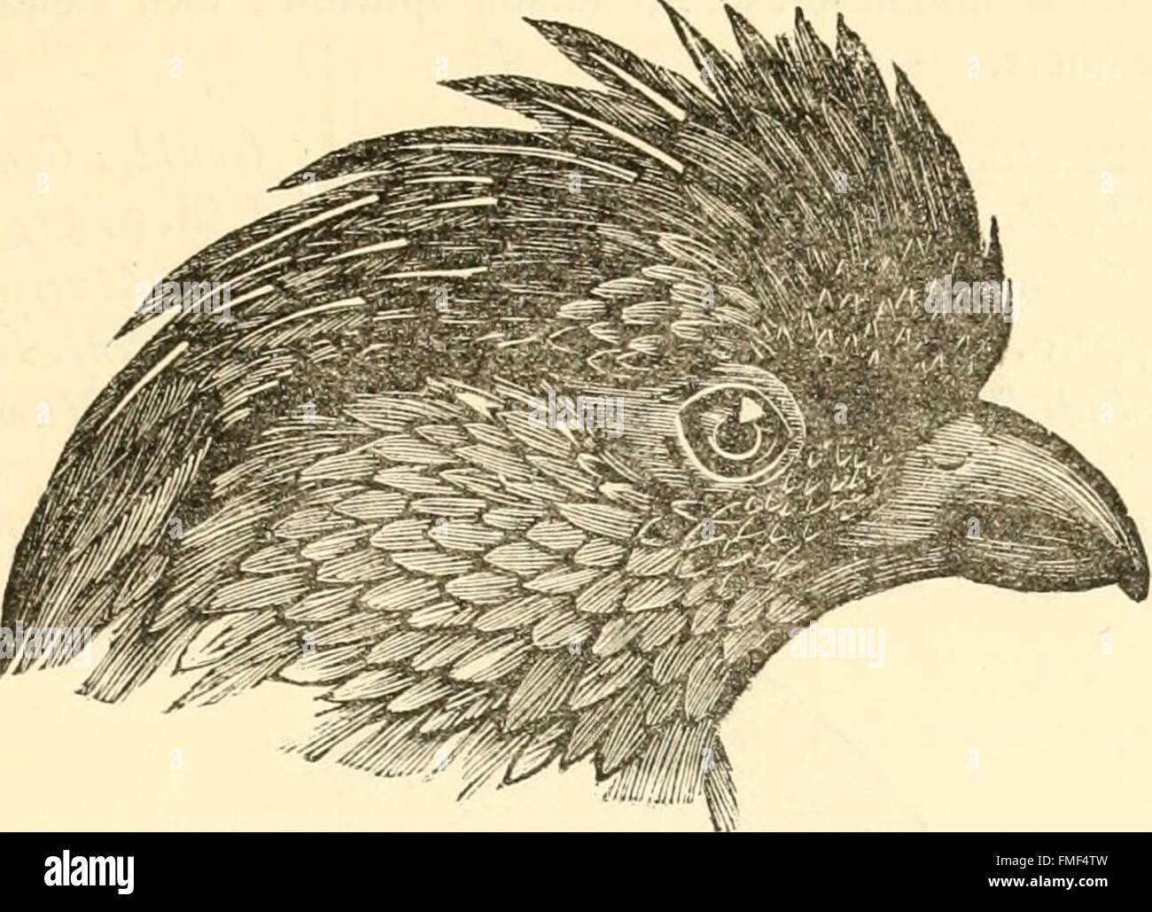 The edible and game birds of British India, with its dependencies and