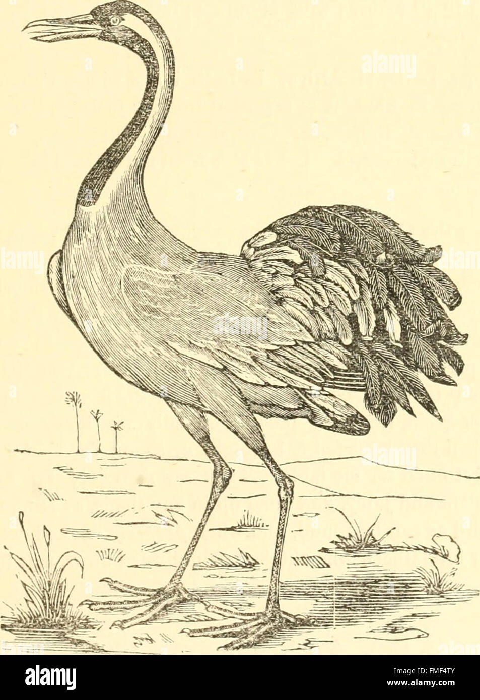 The edible and game birds of British India, with its dependencies and