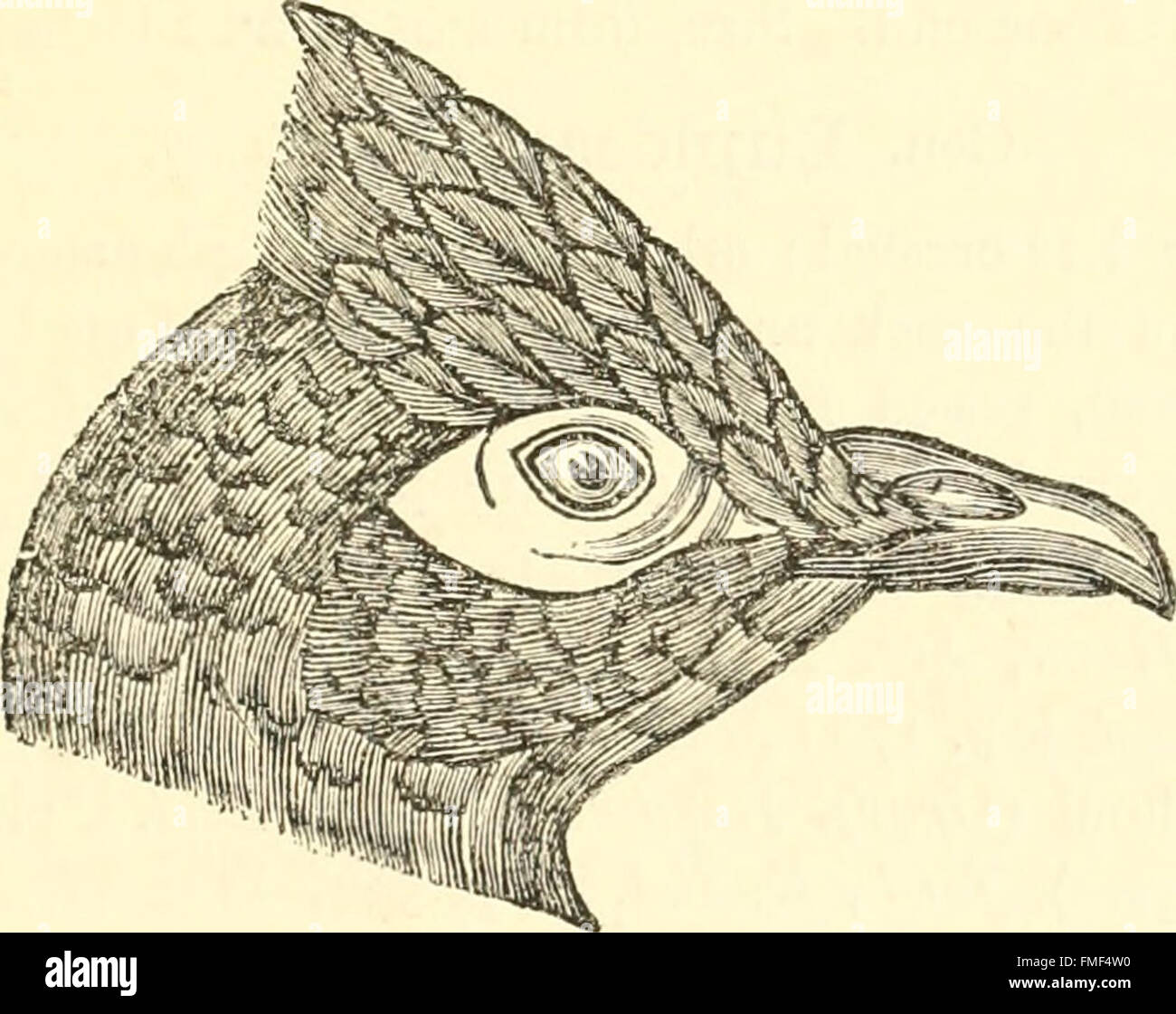 The edible and game birds of British India, with its dependencies and