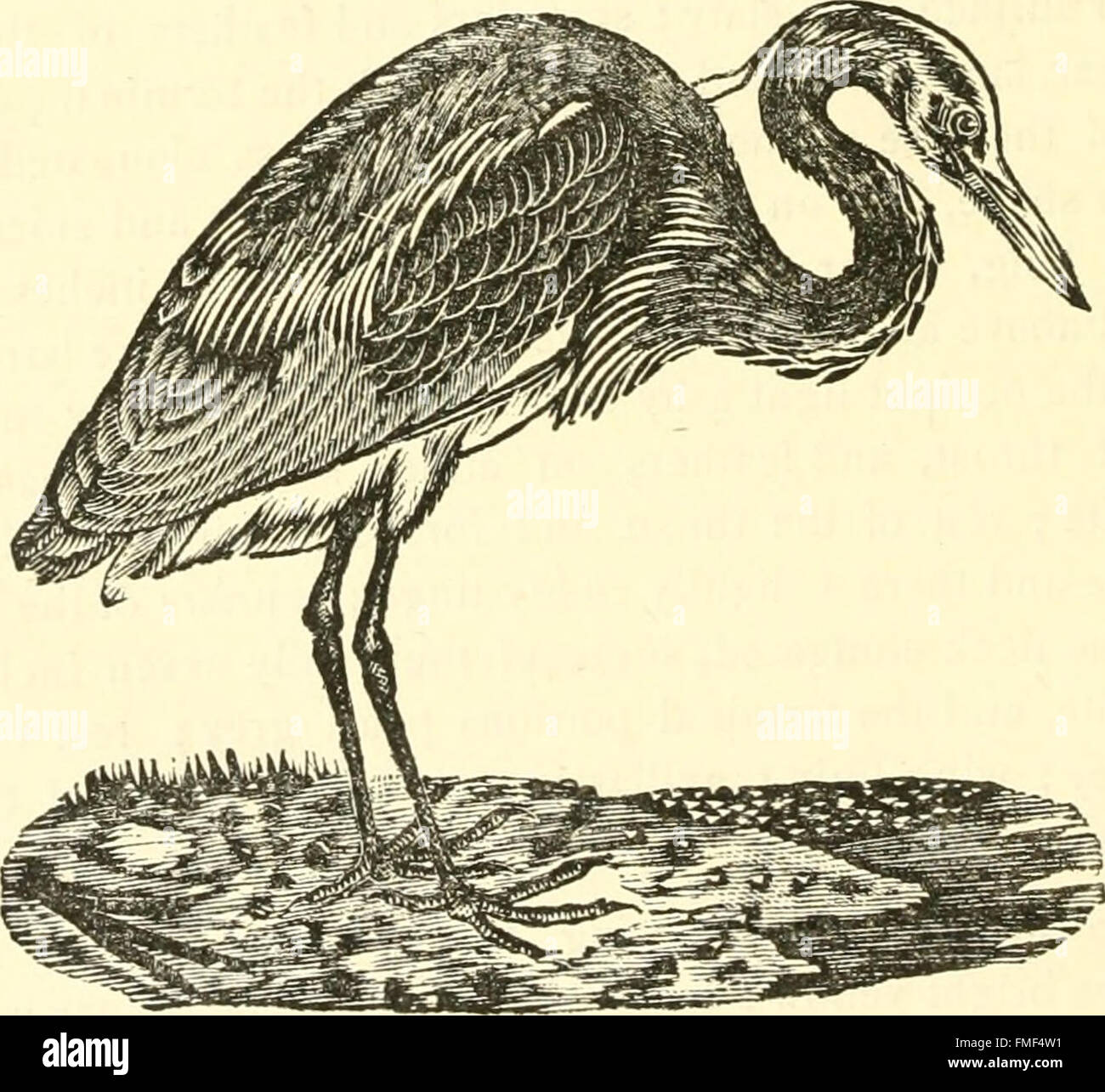 The edible and game birds of British India, with its dependencies and