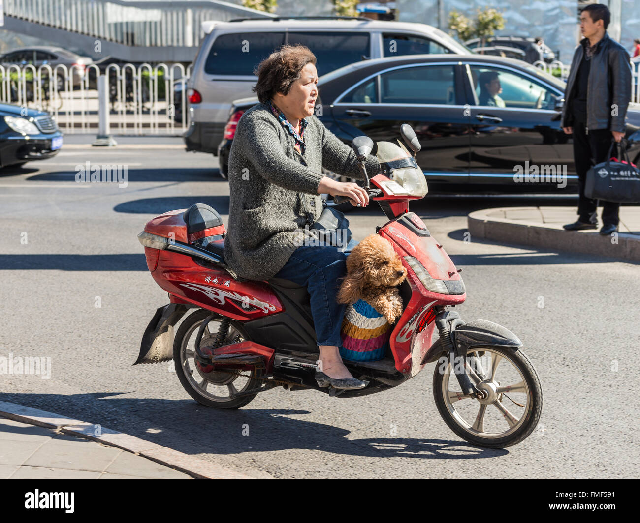 A woman riding a scooter down the road with her dog in Beijing, China Stock Photo