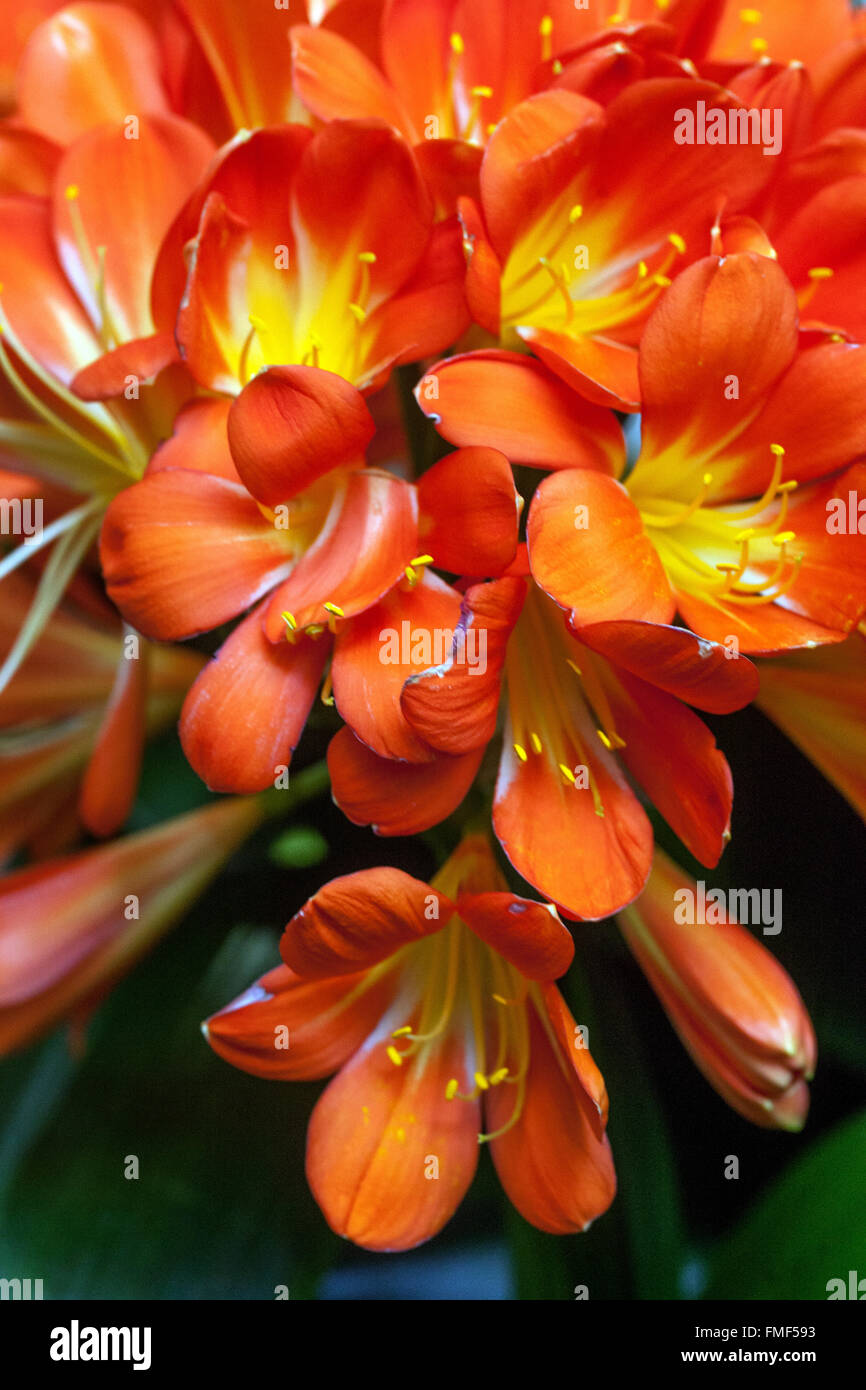 Natal lily, bush lily, Kaffir lily - Clivia miniata orange flowers Stock Photo